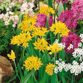 Allium Mixture, Eye Candy, Very Attractive to Hummingbirds! (100)