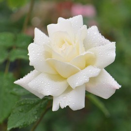 Heirloom Roses Rose Plant - April Moon Yellow Rose Bush, Hardy Live Plant for Planting Outdoors