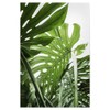 artboxONE Bundle Plants, jungle, 30x20 cm