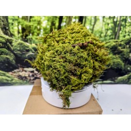 EZ Botanicals Live Sheet Moss 1 Quart - EZ Botanicals