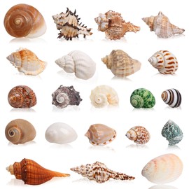 SKOOLOVE 21PCS Hermit Crab Shells Large Sea Shells, Sea Conch Size 1.2" - 3.9", Opening Size 0.5" - 2",Conch Shell Large for Natural Hermit Crab Supplies,Large Shells for Decoration