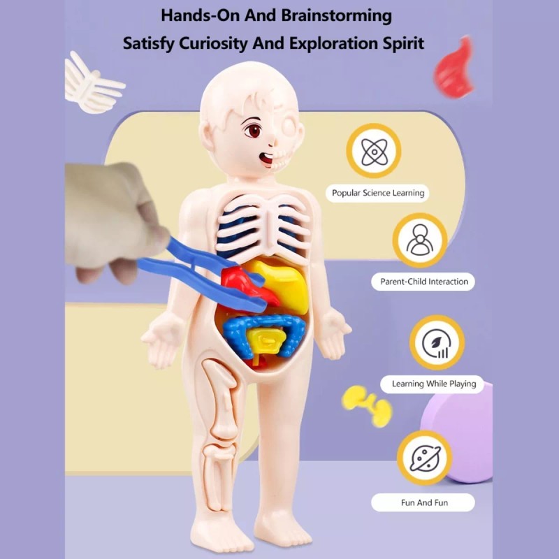 Deluxe Rompecabezas 3d Cuerpo Humano Juguete Didáctico Niñas Niños