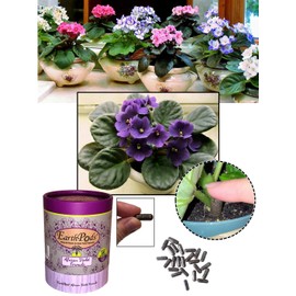 EarthPods Premium African Violet Plant Food - Easy Organic Fertilizer Spikes - 100 Capsules - Increases Flower Bloom + Leaves (Great for All Blooming Indoor Houseplants, Ecofriendly)