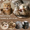 CARGEN 12PCS Silvervine Sticks for Cats - Cat Chew Stick