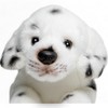 Carl Dick Dalmatians lying down approx. 20 cm, 28 cm