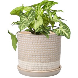 DILATATA White Planter for Indoor Plants 6 Inch Ceramic Plant Pot with Drainage Hole and Attached Saucer Flower Pot Garden Planter Succulent Plant Pot with Bonded Tray Cactus Plant Pot