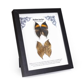 1st Heaven Prepared Butterflies in Frame, Butterfly Specimen, Dead Leaf Butterflies Shadow Box, Table or Wall Display (Kallima inachus, 28 × 23 × 3 cm)