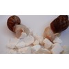 Begeterday Cuttlebone for Snails, Snail Terrarium Supplies