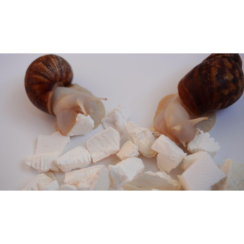 Begeterday Cuttlebone for Snails, Snail Terrarium Supplies