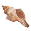 Giant Natural Conch Shell, Striped Fox Conch Seashell 1 Shell