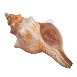 Giant Natural Conch Shell, Striped Fox Conch Seashell 1 Shell 6-7 inches, Large Sea Shell for Vase Filler, Air Plants, Wedding Decor Beach Theme Party