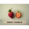 25 Sweet Charlie Strawberry Plants bare root