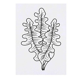 'Seaweed' Temporary Tattoo - Water Resistant, Skin-Safe, Non-Toxic Transfer (TO00022017)
