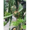 Cactus 30 Organic Dragon Fruit cuttings 8-14 inches long check