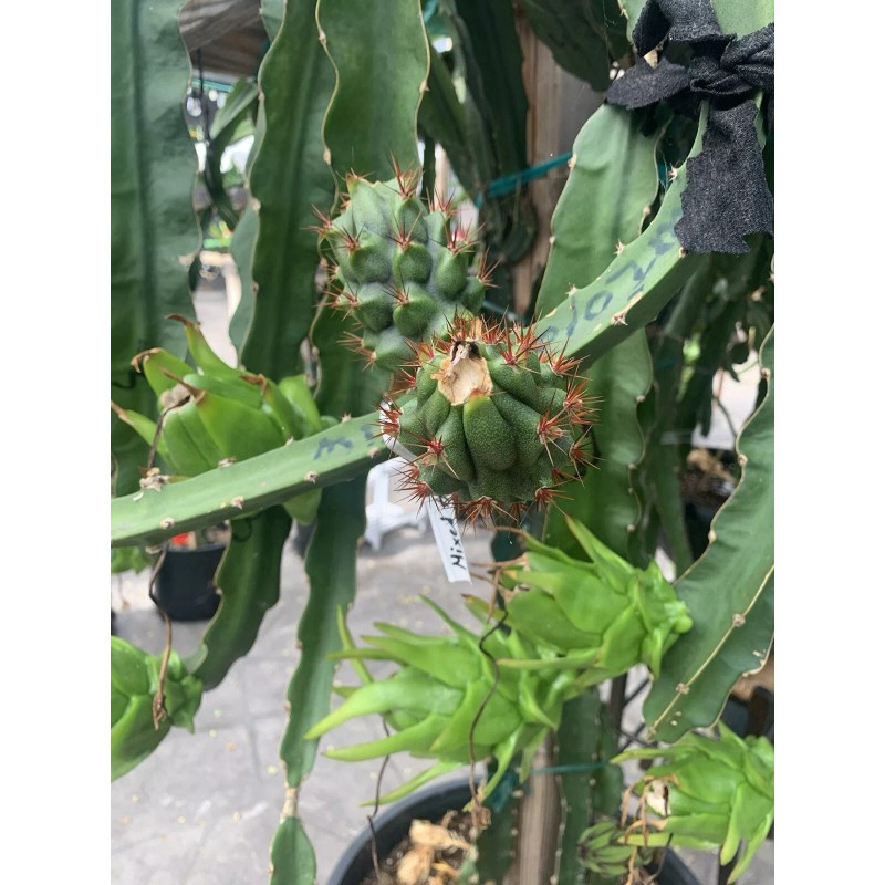 Cactus 30 Organic Dragon Fruit cuttings 8-14 inches long check