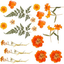 ljhnba Flor prensada Seca para moldes de Resina Hojas de Flores secas Naturales para Manualidades, álbumes de Recortes, joyería, marcapáginas, fabricación de Velas secas para Arte de Resina