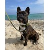 SNIFFLS Premium Dog Collar Small Olive Green - Very Small