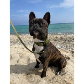 SNIFFLS Premium Dog Collar Small Olive Green - Very Small Dogs (XS) - Adjustable, Lightweight, Rubberised, Slim