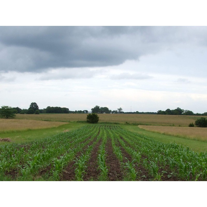 Reid's Yellow Dent Field Corn Open Pollinated Not GMO 100