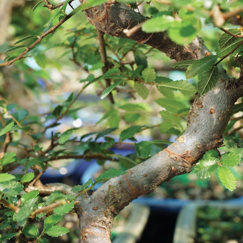 Brussel's Bonsai Live Chinese Elm Outdoor Bonsai Tree 5 Years