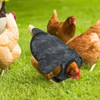 Chicken Saddles for Hens, Chicken Apron Back Protector Hen Mating