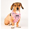 Puppia Dog Harness for small and medium dogs - ARDEN