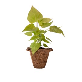 Coconut Fiber Plant Seedling Pots - Square - 12 Pack - 4 in. Rim x 3 in. Tall - Sustainable, Biodegradable Garden Seed Starting - Coco Coir Planters