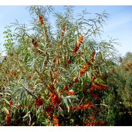 Earthcare Seeds Sea Buckthorn 100 Seeds (Hippophae rhamnoides) Heirloom - Open Pollinated