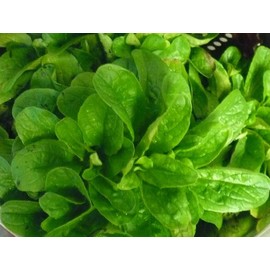 Corn Salad (Mache, Lamb's Lettuce) Seeds- Heirloom- 300+ Seeds