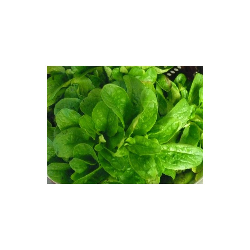 Corn Salad (Mache, Lamb's Lettuce) Seeds- Heirloom- 300+ Seeds
