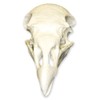 Turkey Vulture Skull (Teaching Quality Replica)