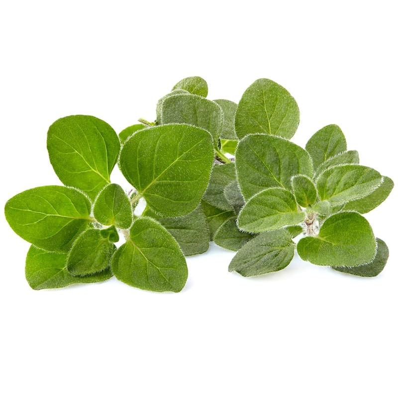 Greek Oregano (2500 Seeds)