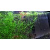 Guppy Grass Live Aquarium Plant - Najas guadalupensis - 3.25
