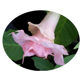 Lizzy Brugmansia Angels Trumpet Live Tropical Plant Double Pink Fragrant Flower 4 Inch Starter Pot Emeralds TM