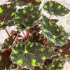 Begonia Tiger’s Paw – Rare Furry Leaf Begonia in 4”