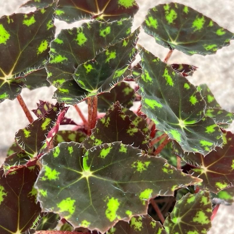 Begonia Tiger’s Paw – Rare Furry Leaf Begonia in 4”