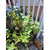 Flowers White Moonflower Seeds, Fragrant Bush, Organic, Datura Innoxia 60