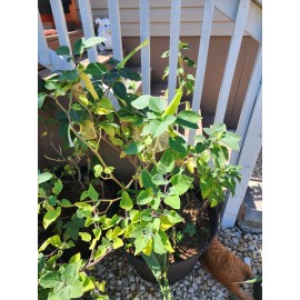 Flowers White Moonflower Seeds, Fragrant Bush, Organic, Datura Innoxia 60 Seeds.