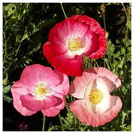 Everwilde Farms - 1/4 Lb Mixed Poppy Wildflower Seeds - Gold Vault