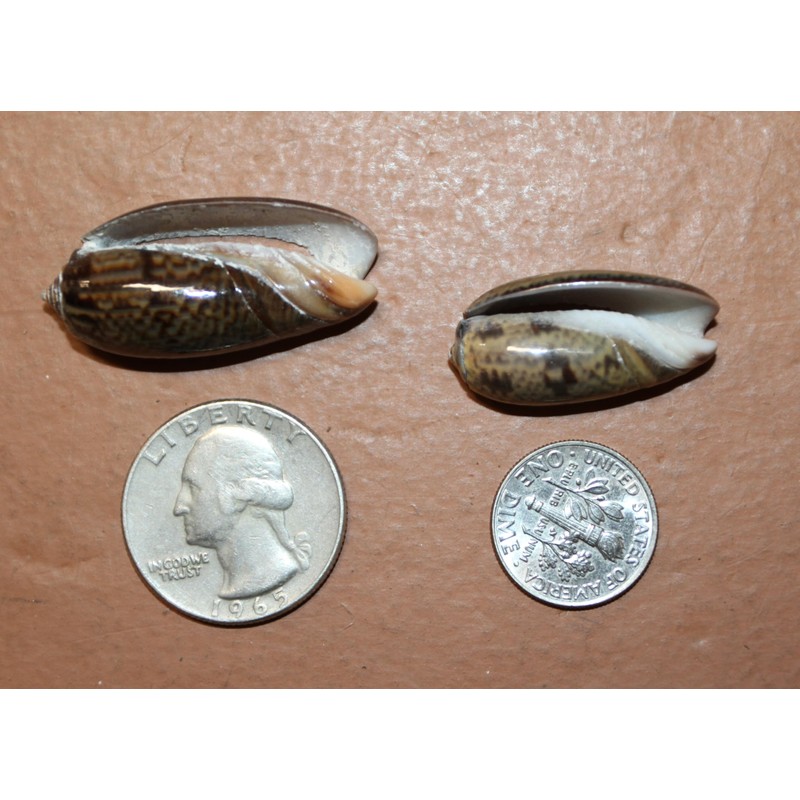 50- Natural Black Olive Seashells for Crafts, Precision Top Cut