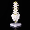Spine Model Lumbar Model Human Lumbar Teaching Model Tool