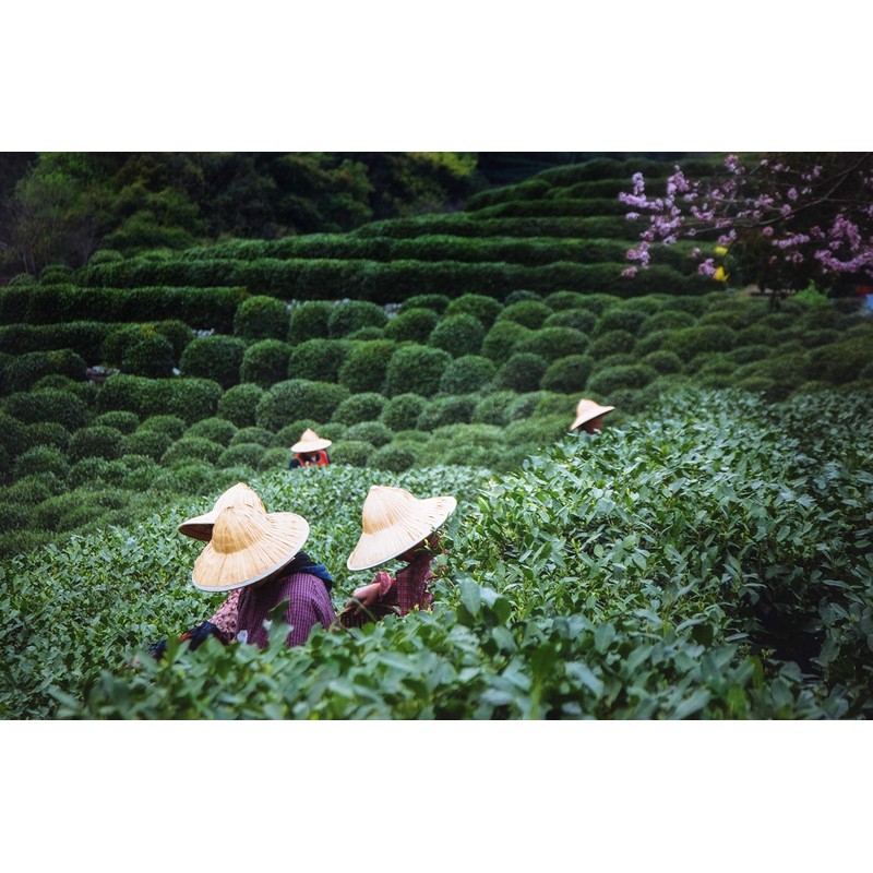 Shou Pu-Erh Tea Xiaoqing Mandarin from Guangdong, China | Traditional