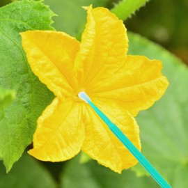 SUPVOX Pollination Tool, 100Pcs Vegetable Pollinator Brush Manual Pollination Tool Round Paint Brush Sprayer Green