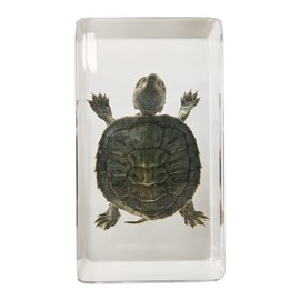 FlyingBean Real Turtle Specimens in Resin Paperweight Crafts, Animal Taxidermy Collection for Science Education & Desk Ornament (Brazil Tortoise), 73 x 41 x 24mm (2.9 x 1.6 x 0.9 inch) (FBBF-02)