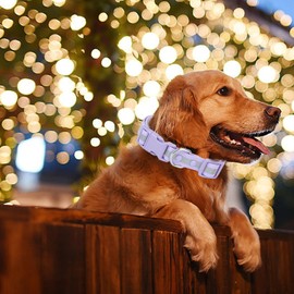 KOLODOGO Waterproof Dog Collar - Reflective Adjustable Collar Durable Collars for Small Medium Large Dogs Easy Clean PVC Material - Multiple Colors Sizes (S, M, L)
