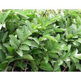 1/4 LB (4 oz) Fresh Guava leaves - Naturally Grown in Southern California with No Pesticides or Fumigants, Freshly Picked by Order