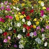 UtopiaSeeds Mixed Four O'Clock Seeds - Mirabilis Jalapa - Heat