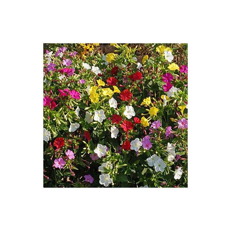 UtopiaSeeds Mixed Four O'Clock Seeds - Mirabilis Jalapa - Heat