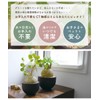 Fake Green Glacilis Codex Eklia Greenery Life Deodorizing Artificial Green