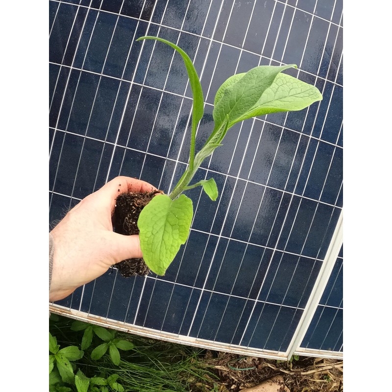 Comfrey - Live Plants (Symphytum ×  uplandicum) - Bocking 4